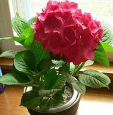 天竺葵
