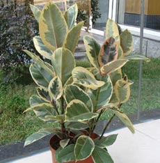 花叶橡皮树