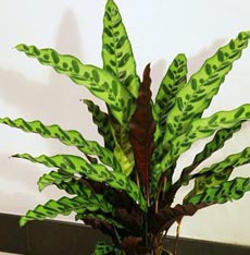 豹纹竹芋