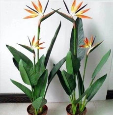 鹤望兰