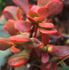 红稚儿（Crassula pubescens