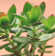 天狗之舞(Crassula dejecta)