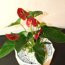 58 骄阳红掌红掌,室内植物,办公桌植物,客厅植物,除甲醛净化空气植物